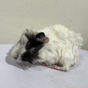 Rescue Guinea Pig Guinea Pigs for Adoption in Tampa, Florida - Salem | PetCurious